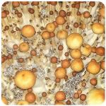 Псилоцибиновые (галлюциногенные) грибы в Заринске Psilocybin "Golden Teacher" Псилоцибиновые (галлюциногенные) грибы в Заринске Psilocybin "Golden Teacher"