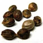 Семена марихуаны АК-47  (Seeds AK-47) в Заринске